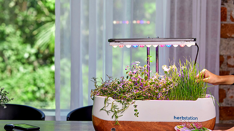 Catchy Microgreen Business Name