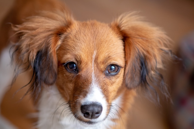 Female Dog Names