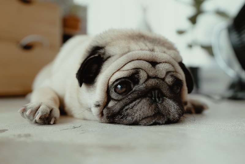 Funny Dog Names