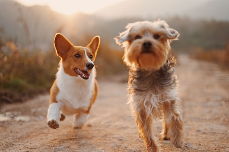 Classic Cool Dog Names
