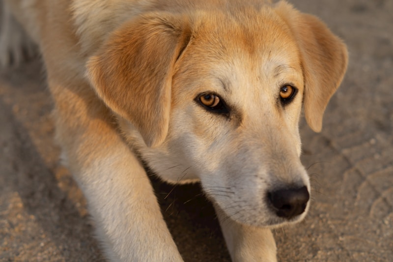 Cute Cool Dog Names
