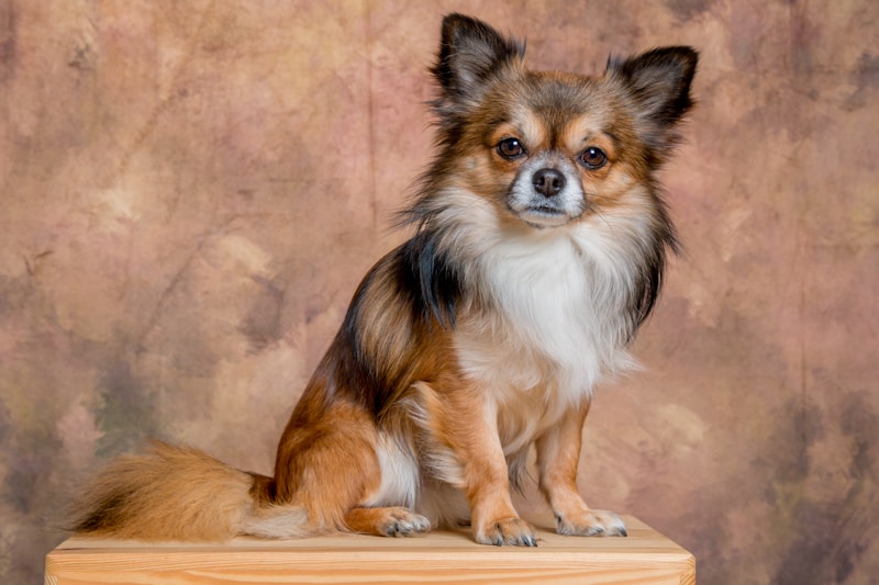 Cute Little Dog Names