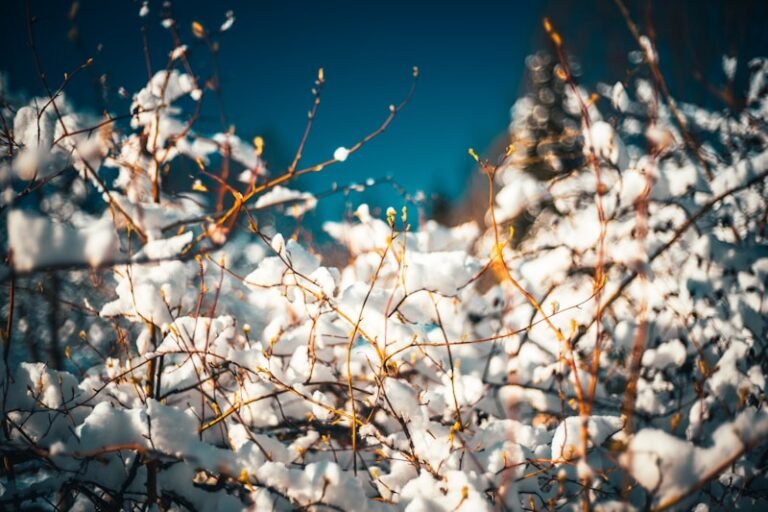 Cotton Business Names Ideas