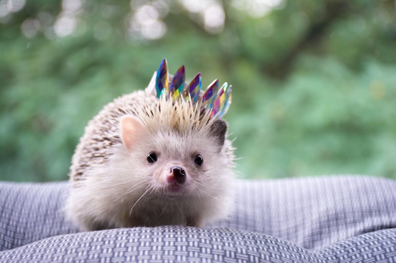 Cute and Cuddly Creatures